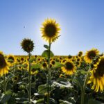 Qué plantas compiten entre sí por recursos en la naturaleza