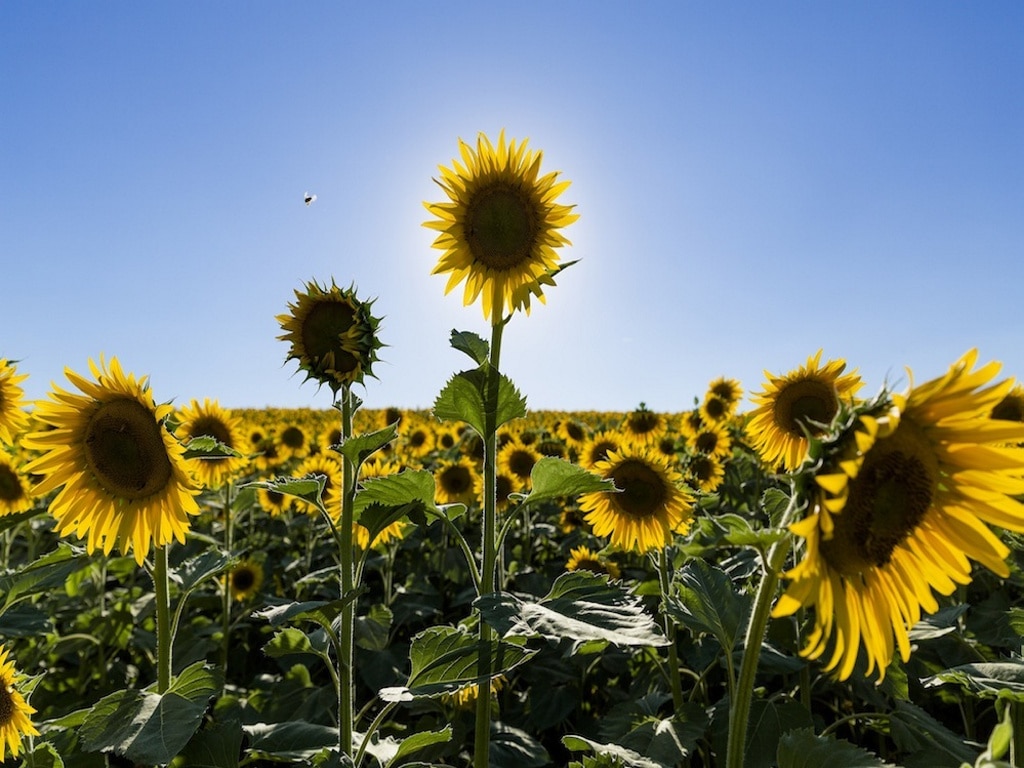 Qué plantas compiten entre sí por recursos en la naturaleza