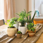 Qué plantas de interior son longevas y fáciles de cuidar