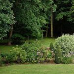 Qué plantas de sombra son ideales para jardines en la Zona 7
