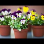 Qué plantas en flor son ideales para macetas pequeñas