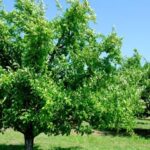 Qué plantas frutales prosperan en jardines con sombra