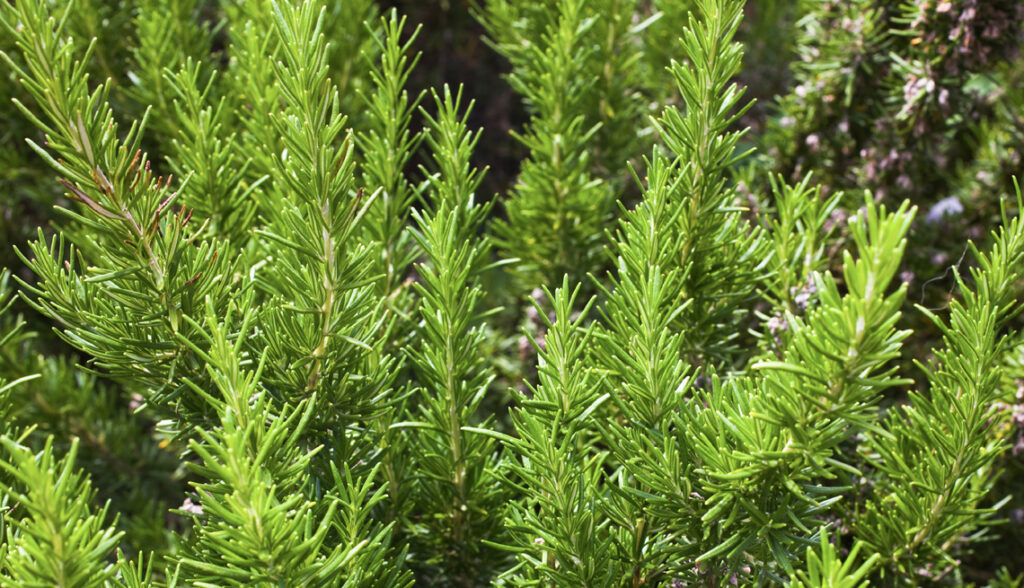 Qué plantas invasoras deberías evitar en tu jardín