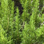 Qué plantas invasoras deberías evitar en tu jardín
