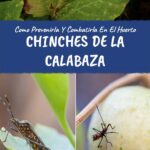 Qué plantas pueden ayudar a repeler las chinches de la calabaza