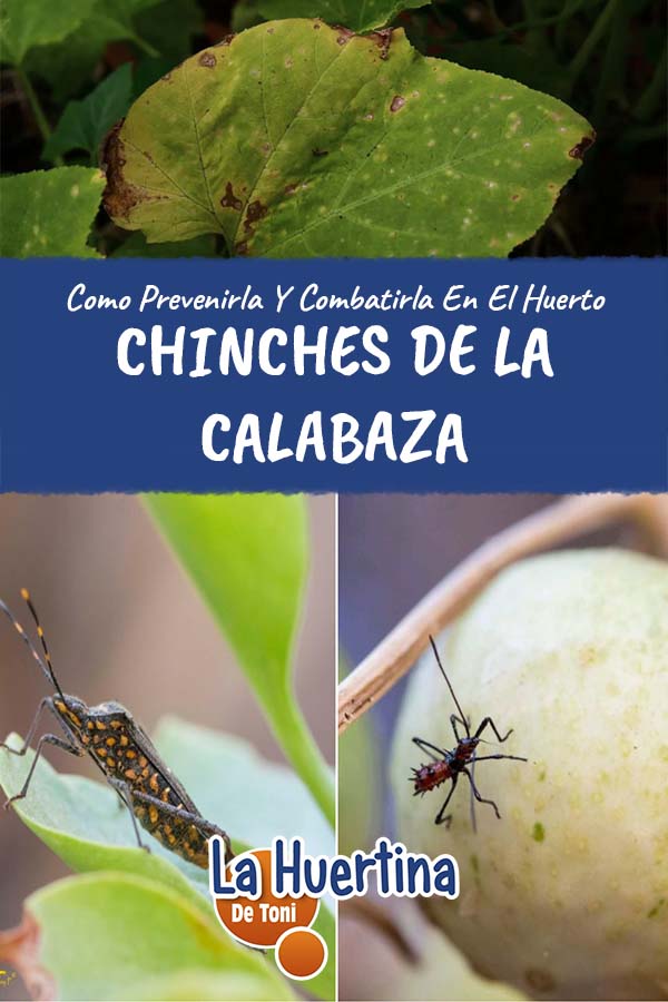 Qué plantas pueden ayudar a repeler las chinches de la calabaza