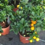 Qué plantas pueden ser buenas compañeras para árboles frutales