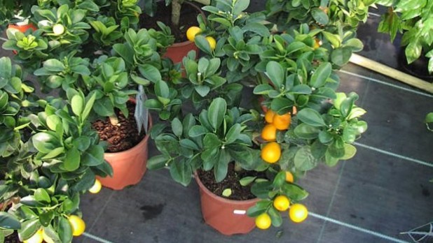 Qué plantas pueden ser buenas compañeras para árboles frutales