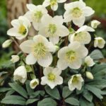 Qué plantas puedes combinar con Hellebores en tu jardín