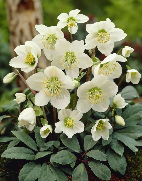 Qué plantas puedes combinar con Hellebores en tu jardín