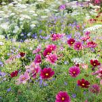 Qué plantas se llevan bien con los cosmos en el jardín