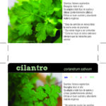 Qué plantas se pueden cultivar junto al cilantro en la huerta