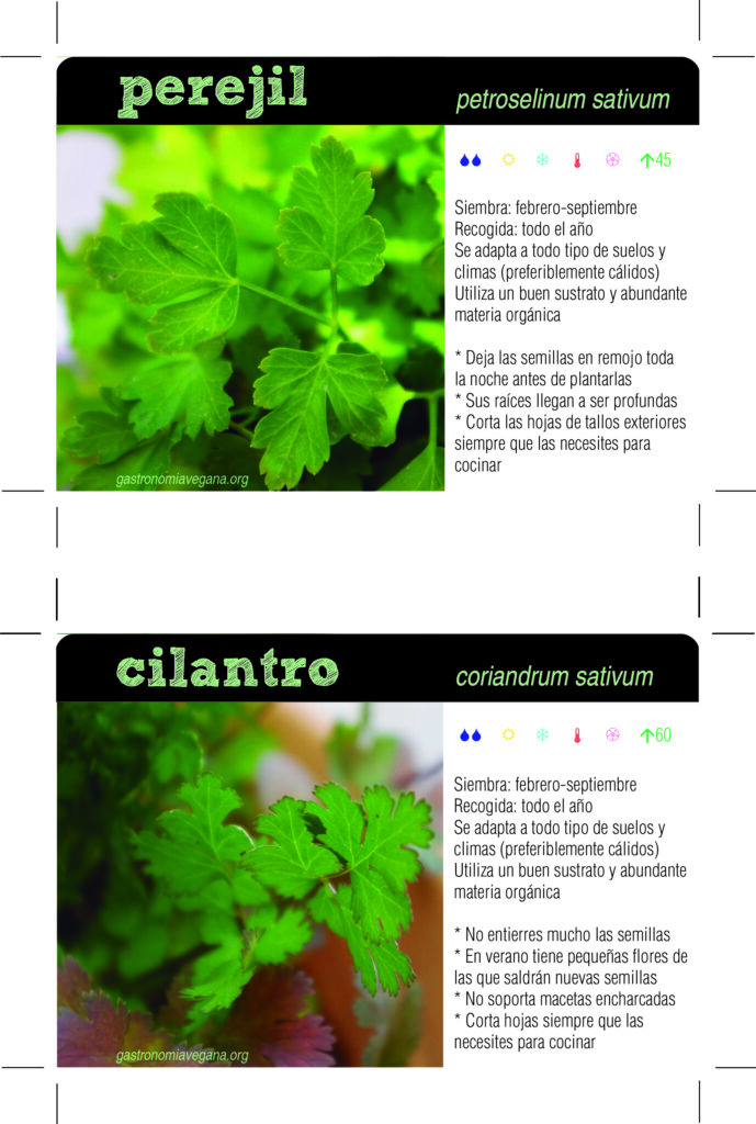 Qué plantas se pueden cultivar junto al cilantro en la huerta