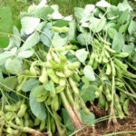 Qué plantas se pueden cultivar junto al edamame