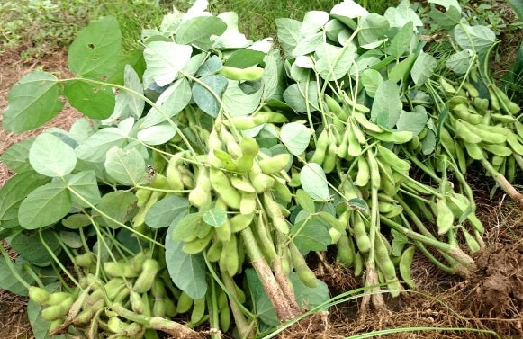 Qué plantas se pueden cultivar junto al edamame