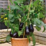Qué plantas son aliadas para cultivar berenjenas en macetas