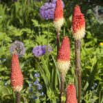 Qué plantas son buenas compañeras para los Red Hot Pokers