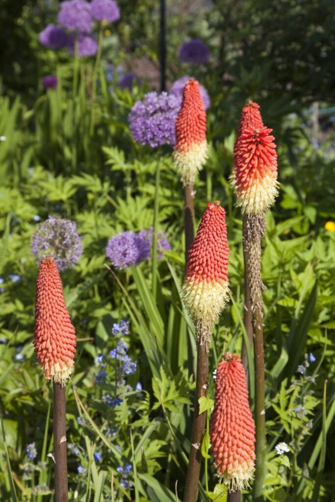 Qué plantas son buenas compañeras para los Red Hot Pokers