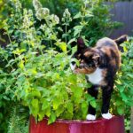 Qué plantas son compatibles con la menta gatera en el jardín
