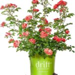 Qué plantas son ideales cerca de rosas Drift para un bonito contraste