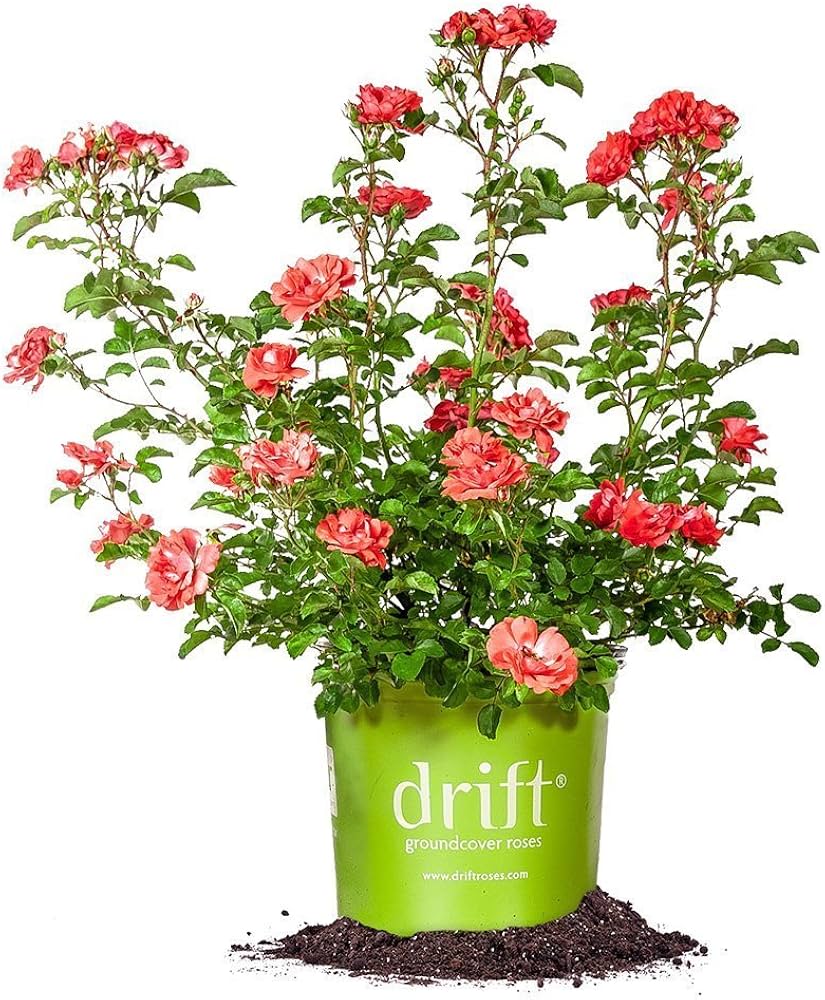 Qué plantas son ideales cerca de rosas Drift para un bonito contraste