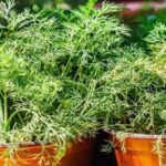 Qué plantas son ideales para acompañar al eneldo en el jardín
