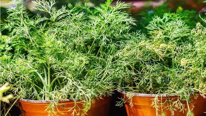 Qué plantas son ideales para acompañar al eneldo en el jardín