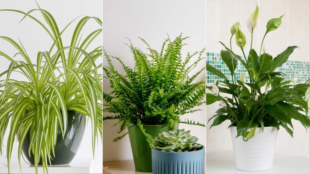 Qué plantas son ideales para ambientes con poca humedad en casa