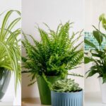 Qué plantas son ideales para ambientes con poca humedad en casa