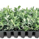 Qué plantas son ideales para el pleno sol en Texas