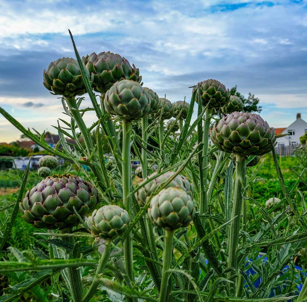 Qué plantas son ideales para plantar con alcachofas