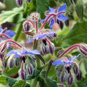 Qué plantas son las compañeras ideales para la borraja