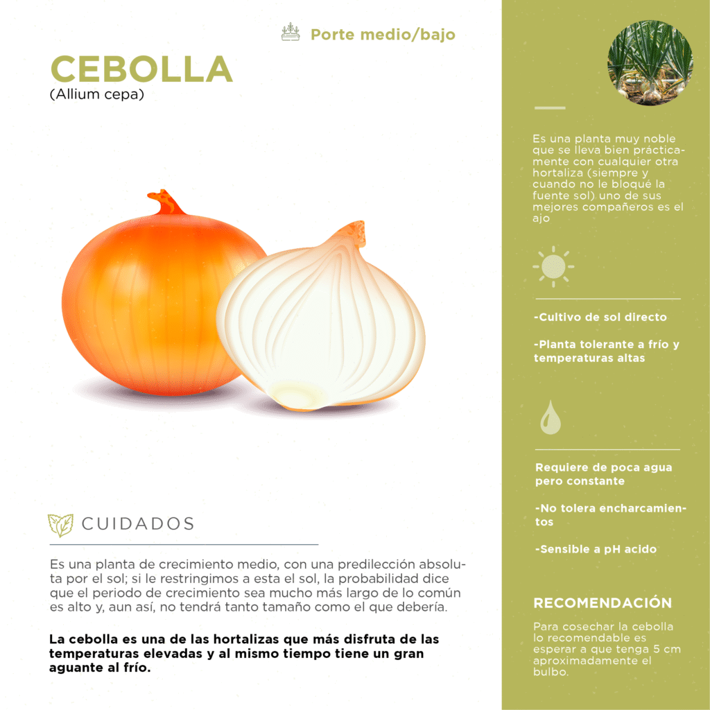 Qué plantas son las mejores compañeras para el ajo