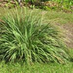 Qué plantas tienen hojas largas y delgadas