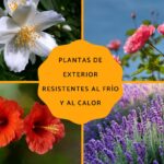 Qué plantas tropicales pueden sobrevivir en climas fríos