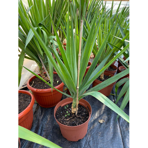 Qué plantas van bien con daylilies alrededor de los árboles
