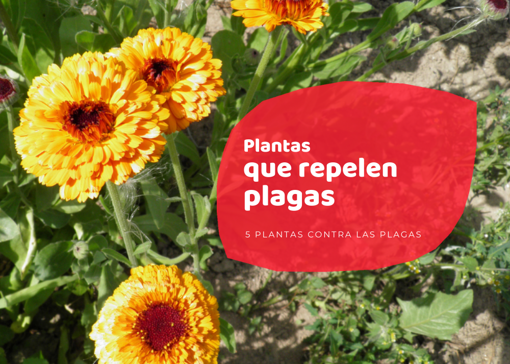 Qué plantas y flores repelen a los animales del jardín