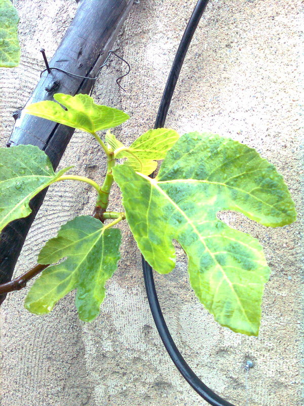 Qué problemas pueden afectar a las hojas de los higos