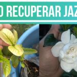 Qué provoca que las hojas de jazmín se pongan amarillas