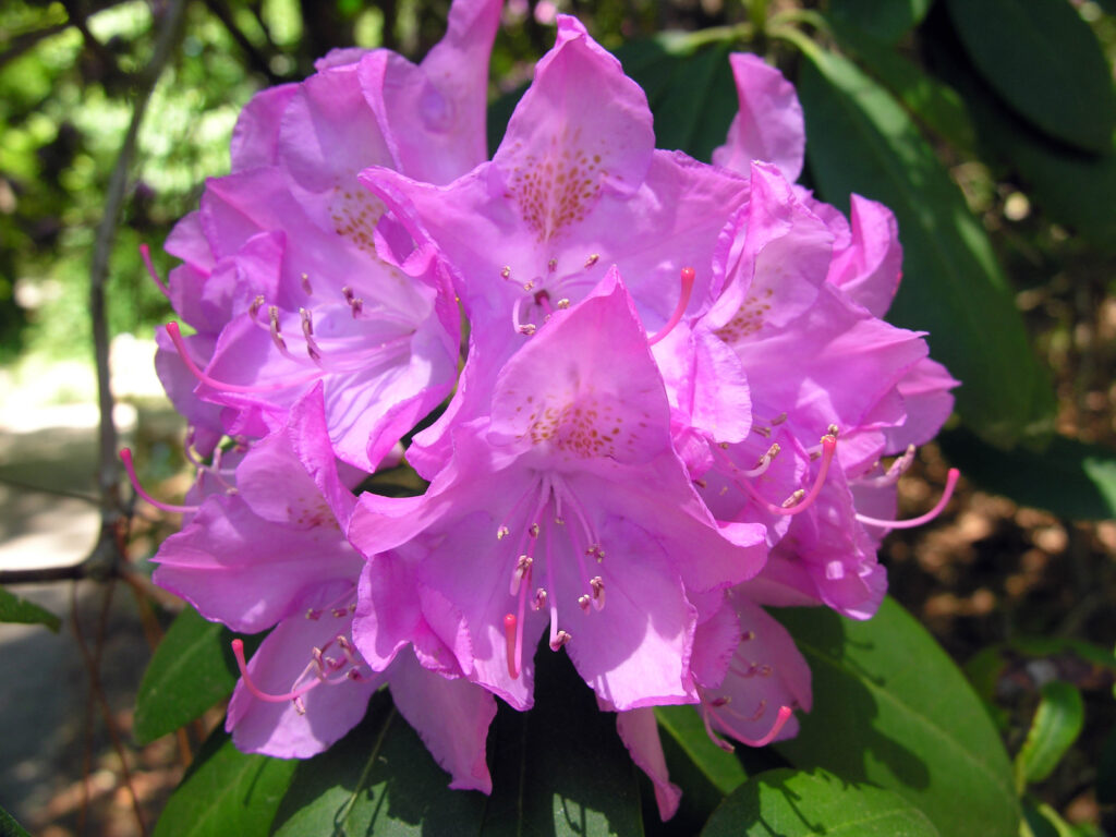 Qué provoca que los rododendros no florezcan adecuadamente