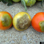 Qué provoca que los tomates desarrollen hombros amarillos