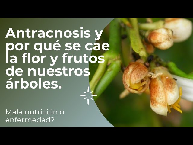 Qué puede estar impidiendo que mi limonero dé flores y frutos