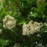 Qué saber para cultivar Oakleaf Viburnum con éxito