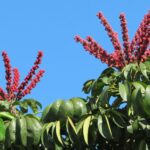 Qué saber sobre las flores de la planta paraguas Schefflera