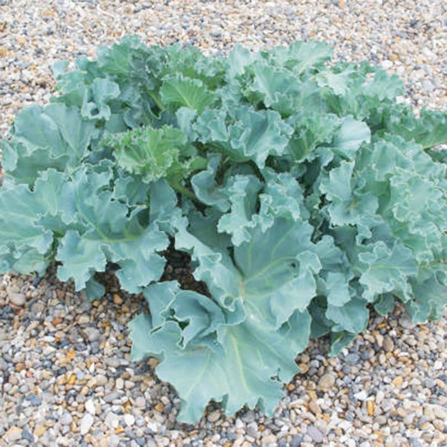 Qué saber sobre las plantas de Sea Kale en el jardín