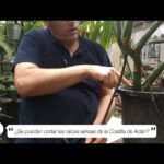 Qué saber sobre podar raíces aéreas en filodendros