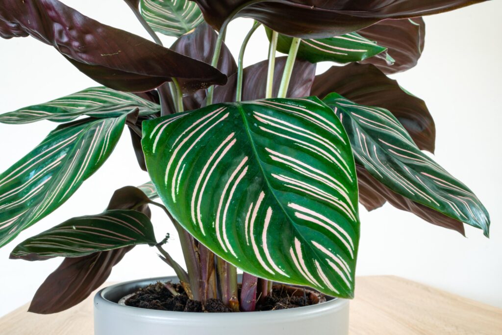 Qué sabes del crecimiento de la planta Pin Stripe Calathea