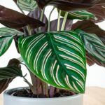 Qué sabes del crecimiento de la planta Pin Stripe Calathea