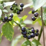 Qué sabes sobre la comestibilidad de la wonderberry