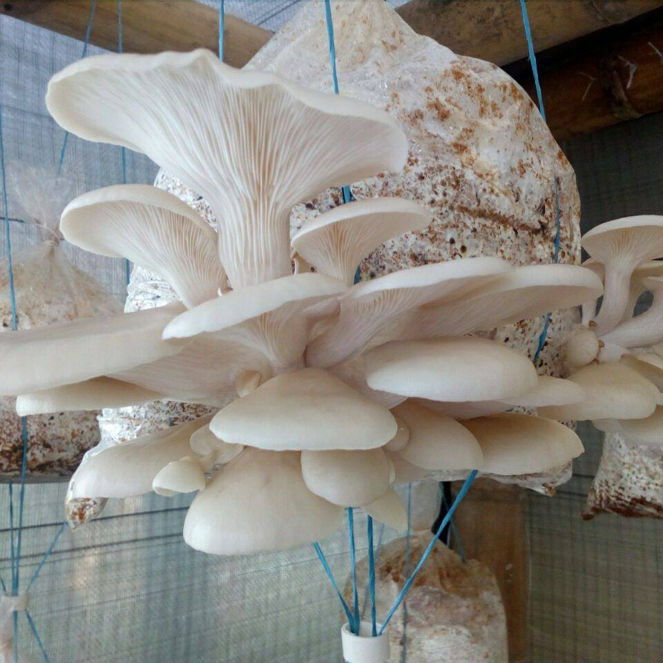 Qué se necesita para cultivar plantas de hongos en casa